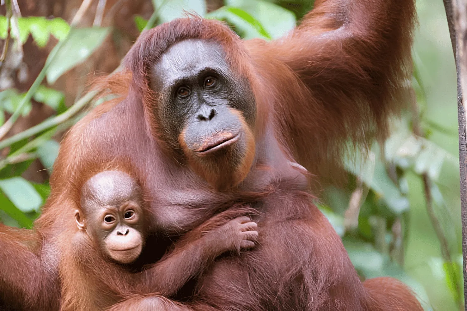 Exploring Borneo Responsibly: Our Commitment to Eco-Tourism