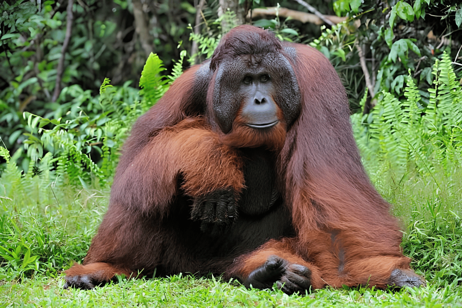 How Your Trek Empowers Local Rainforest Communities