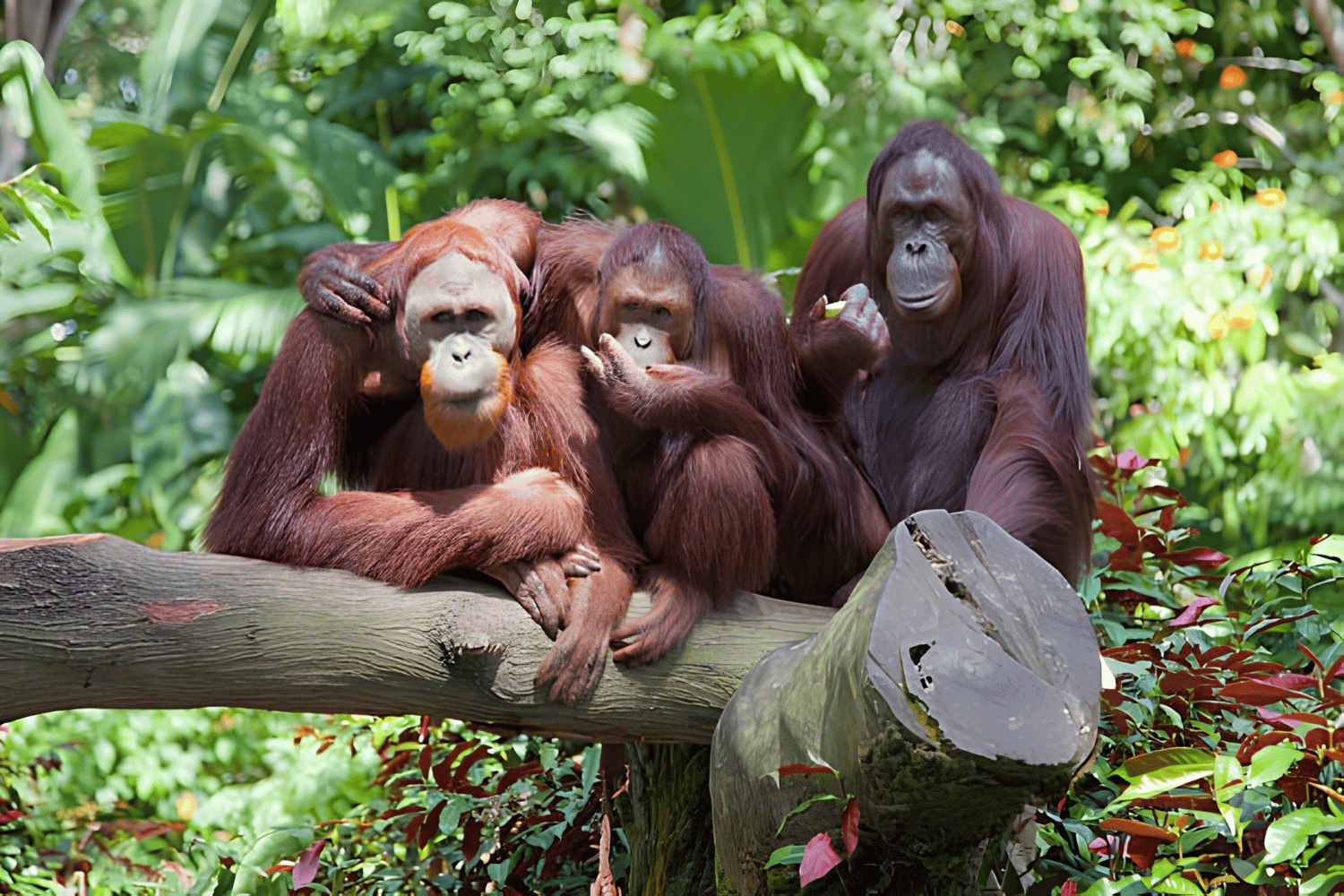 What to Expect on Your First Jungle Trek in Borneo
