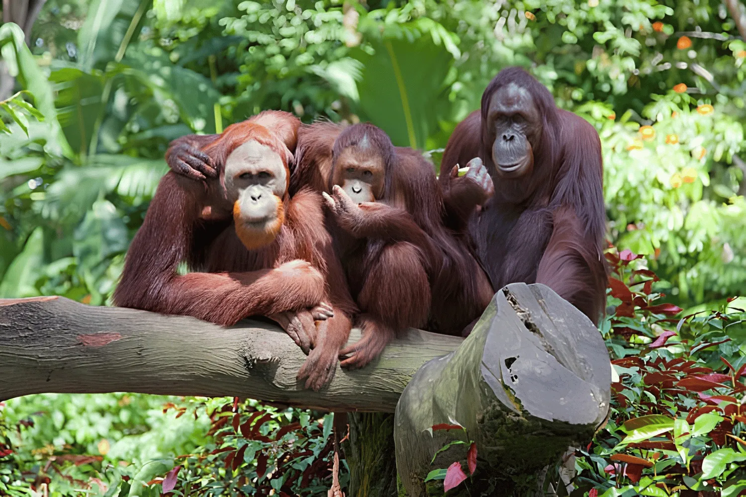 What to Expect on Your First Jungle Trek in Borneo